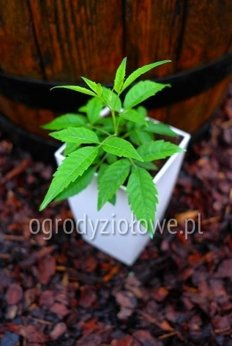 Niepokalanek chiński