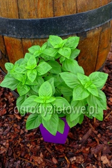 Bazylia „Mammut” wieloletnia