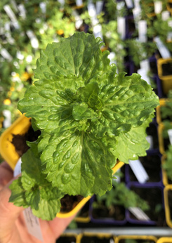 Mięta wodna kędzierzawa