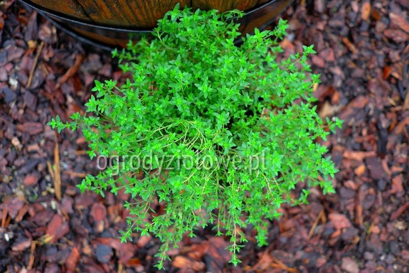 Tymianek limonkowy piemoncki