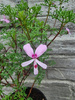 Pelargonia zapachowa „Fruticosum”