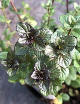 Mięta rumuńska „Johannisdorf”