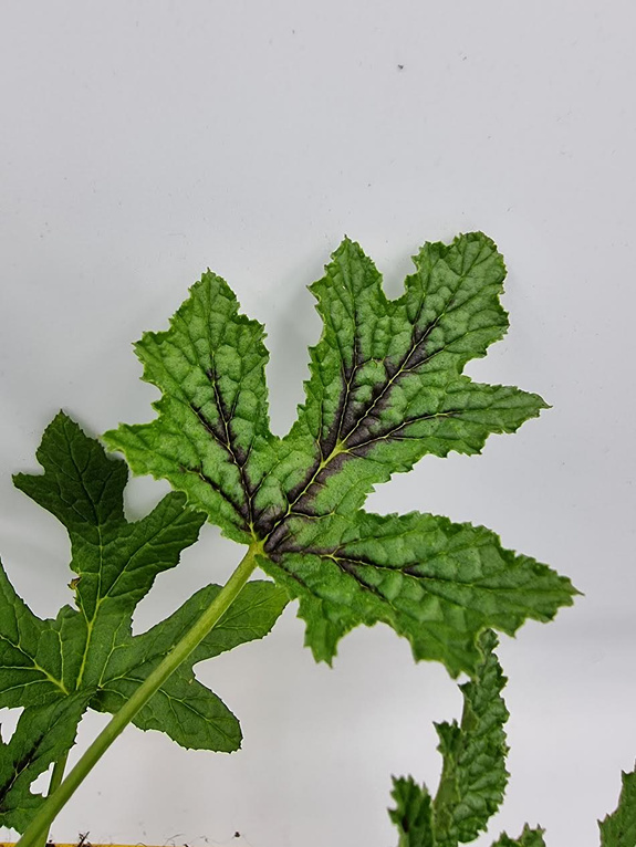 Pelargonia zapachowa lepka „Viscosissimum”