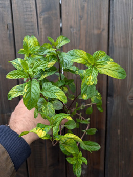 Mięta marokańska dwubarwna Dewódzki