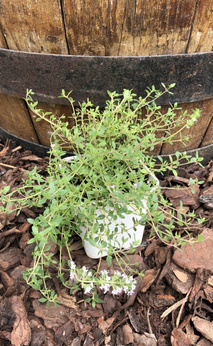 Tymianek czeski „Krajovy"