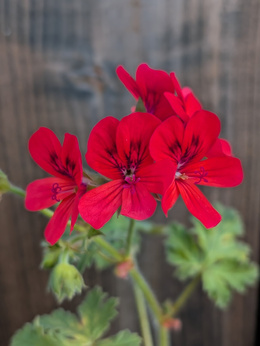 Pelargonia zapachowa marchewkowa „Moores Victory”