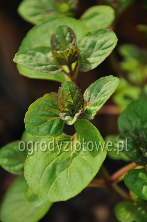 Mięta pomarańczowa