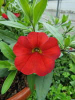 Kalibrachoa „Superbells Unique Red"