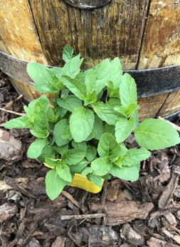 Mięta francuska „Cassis”