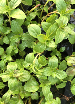 Mięta cytrusowa karłowa „Narew''