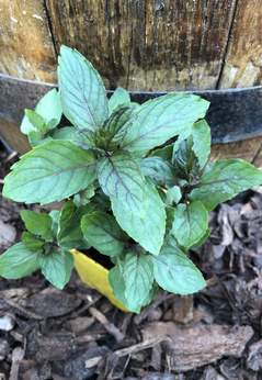 Mięta „Proserpina”