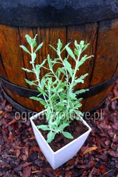 Perowskia łobodolistna „Bluesette”