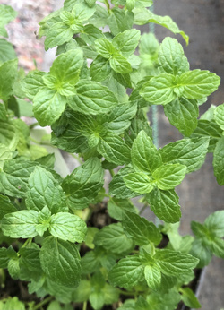 Mięta pieprzowa Dewódzki