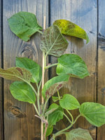 Serowe pnącze wietnamskie La Mo Long