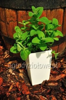 Mięta ananasowa „Bowles”