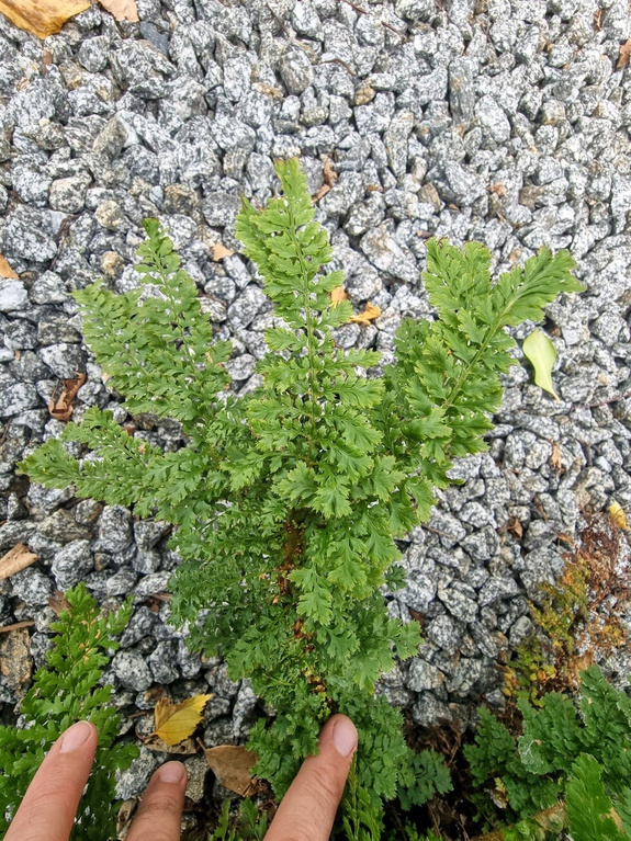 Paprotnik szczecinkozębny 'Rotundato Cristatum'