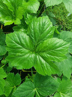 Arcydzięgiel japoński Ashitaba