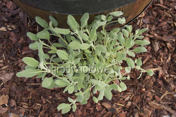 Szałwia lawendowa hiszpańska