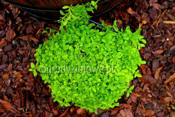 Mięta polej drobnolistna