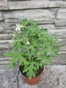 Pelargonia zapachowa „White Graveolens”