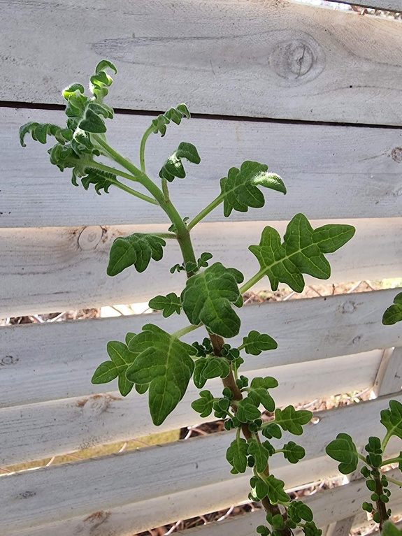 Plektrantus paczulowy „Venturi”