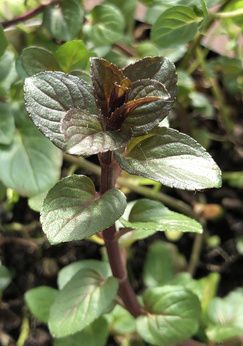 Mięta francuska „Maine et Loire”