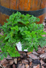 Pelargonia zapachowa sosnowa  „Royal Oak” 