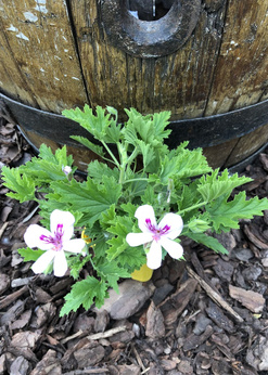 Pelargonia zapachowa pomarańczowa  „Prince of Orange”