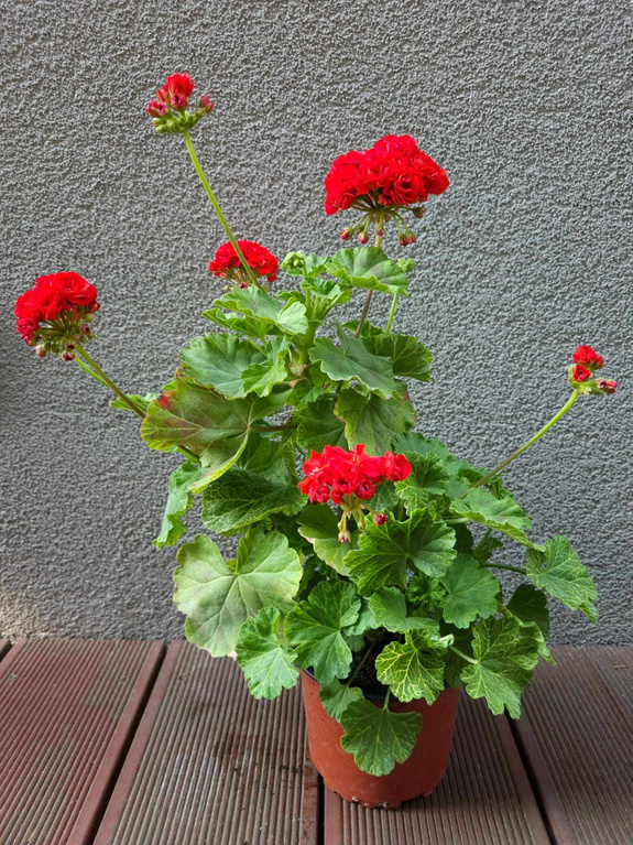 Pelargonia „Rosebud Bornholm"