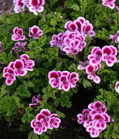 Pelargonia zapachowa cytrynowa  „Angel's Perfume”