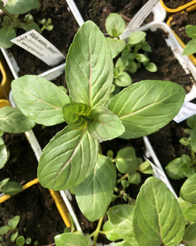 Mięta wodna „Smrock"