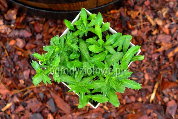 Kolendra meksykańska