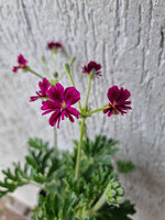 Pelargonia sukulentowa „Brigitte Stisser”
