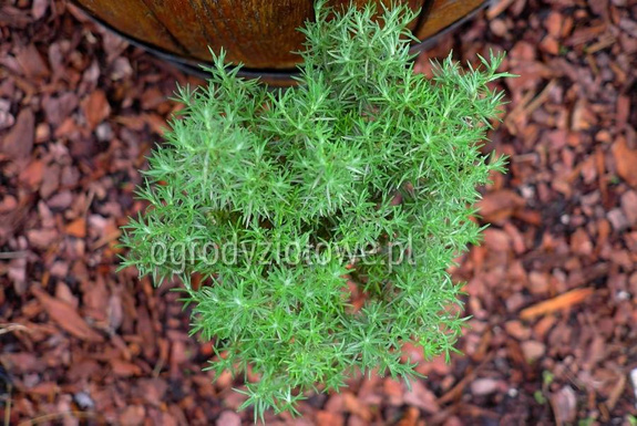 Kocanka włoska „Darlington”