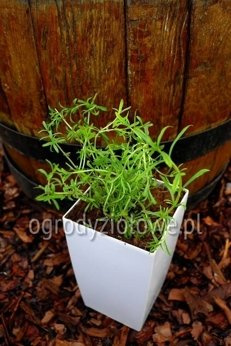 Mięta jelenia biała