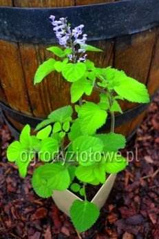 Plektrantus „Zulu”