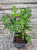 Pelargonia zapachowa migdałowa „Pretty Polly”