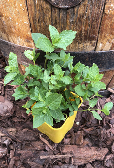 Mięta bułgarska „Djodjen”