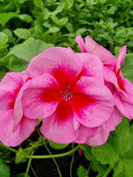 Pelargonia hybrydowa „Calliope L Rose Splash"