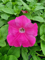 Petunia „Conchita Grande Pink"