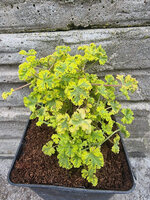 Pelargonia zapachowa cytrynowa „Cy's Sunburst”