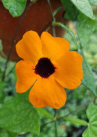 Tunbergia pomarańczowa