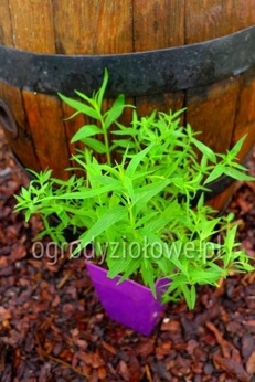 Mięta afrykańska „Karoo”