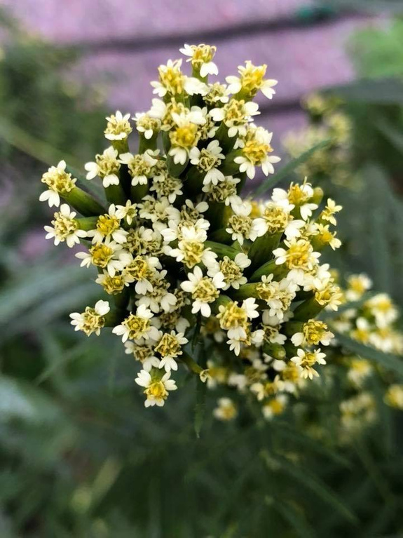 Aksamitka peruwiańska „Huacatay”