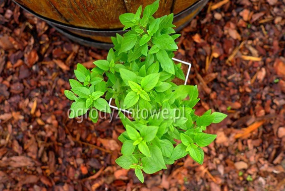 Bazylia grecka wieloletnia