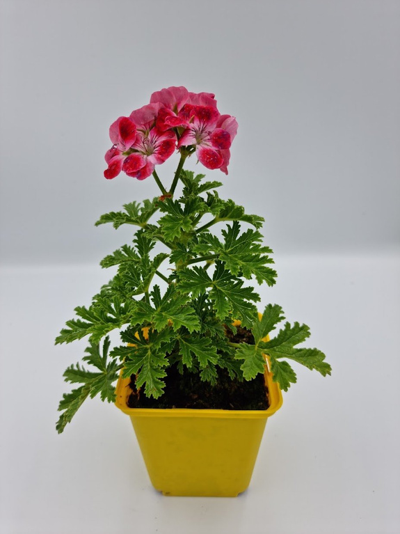 Pelargonia zapachowa morelowa 'Mrs. Ninon'