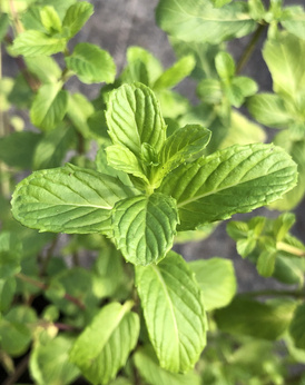 Mięta perska kędzierzawa