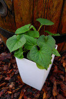 Pstrolistka sercowata