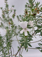 Rozmaryn australijski