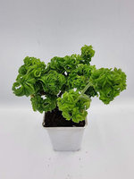 Pelargonia zapachowa muszlowa „Bontrosai"